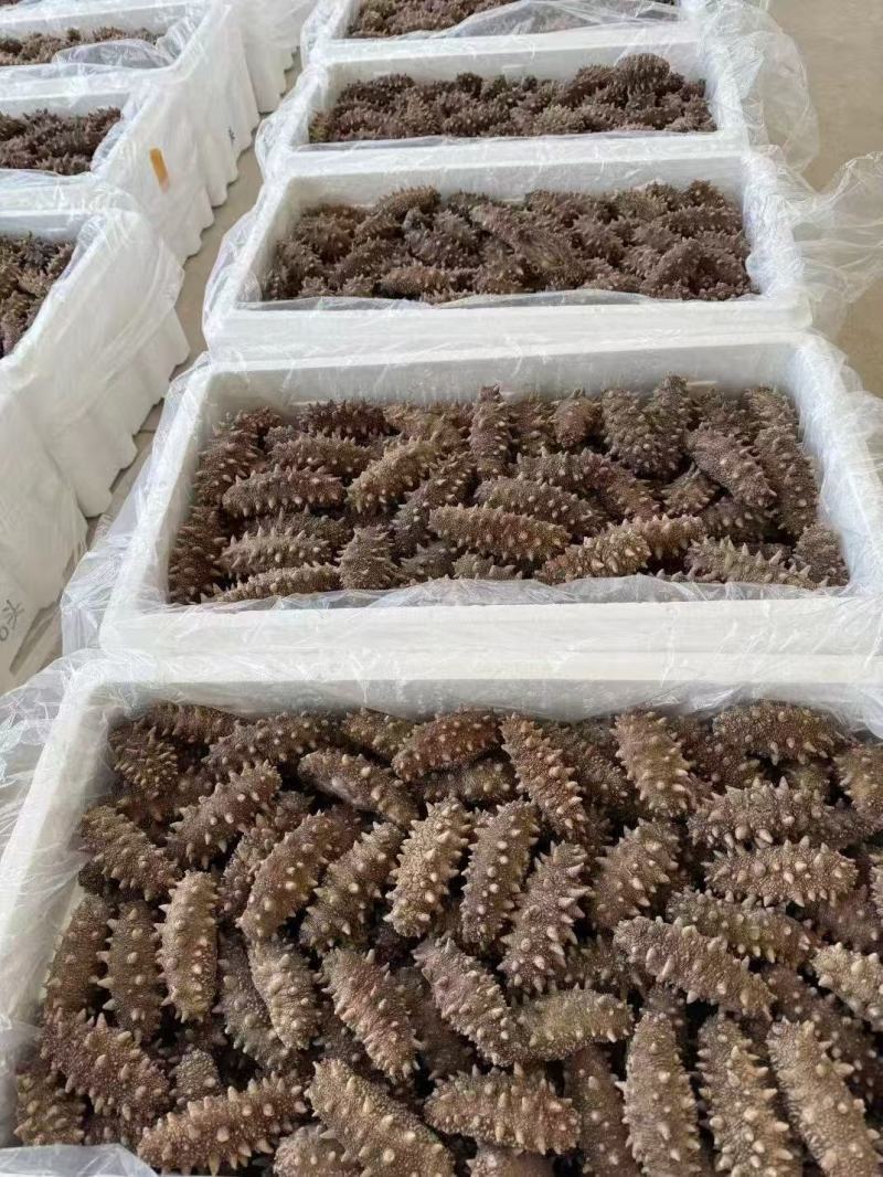 即食海参