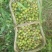 大量批发野生茶油食用油茶籽茶枯饼头道茶粕只做批发不零售