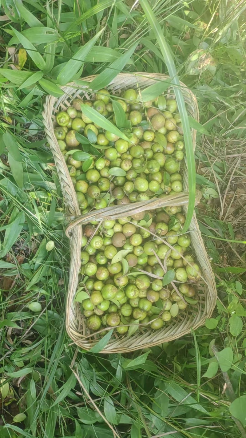 大量批发野生茶油食用油茶籽茶枯饼头道茶粕只做批发不零售