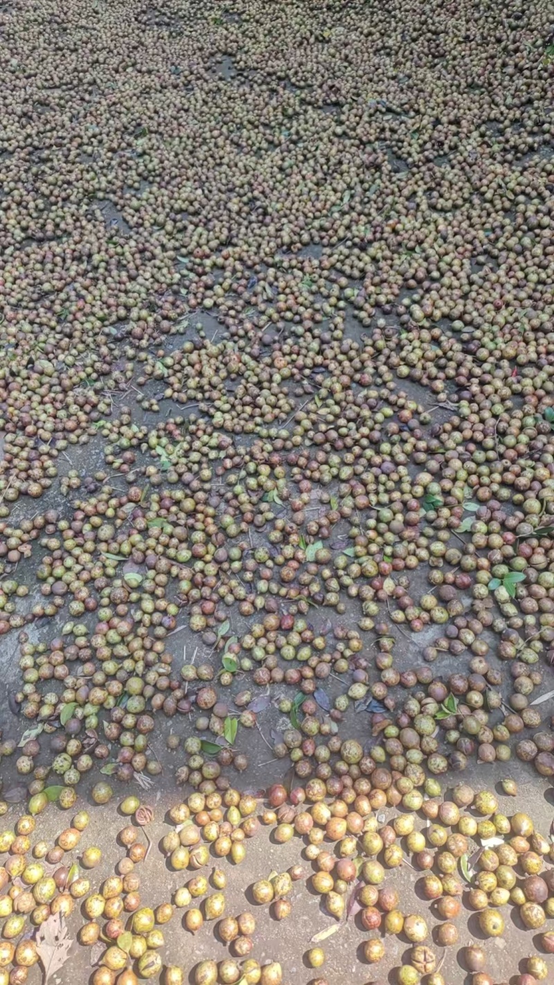 大量批发野生茶油食用油茶籽茶枯饼头道茶粕只做批发不零售