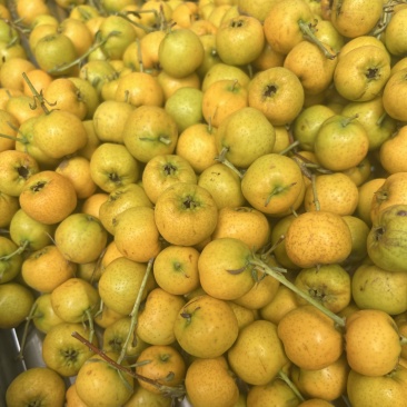 黄豆豆