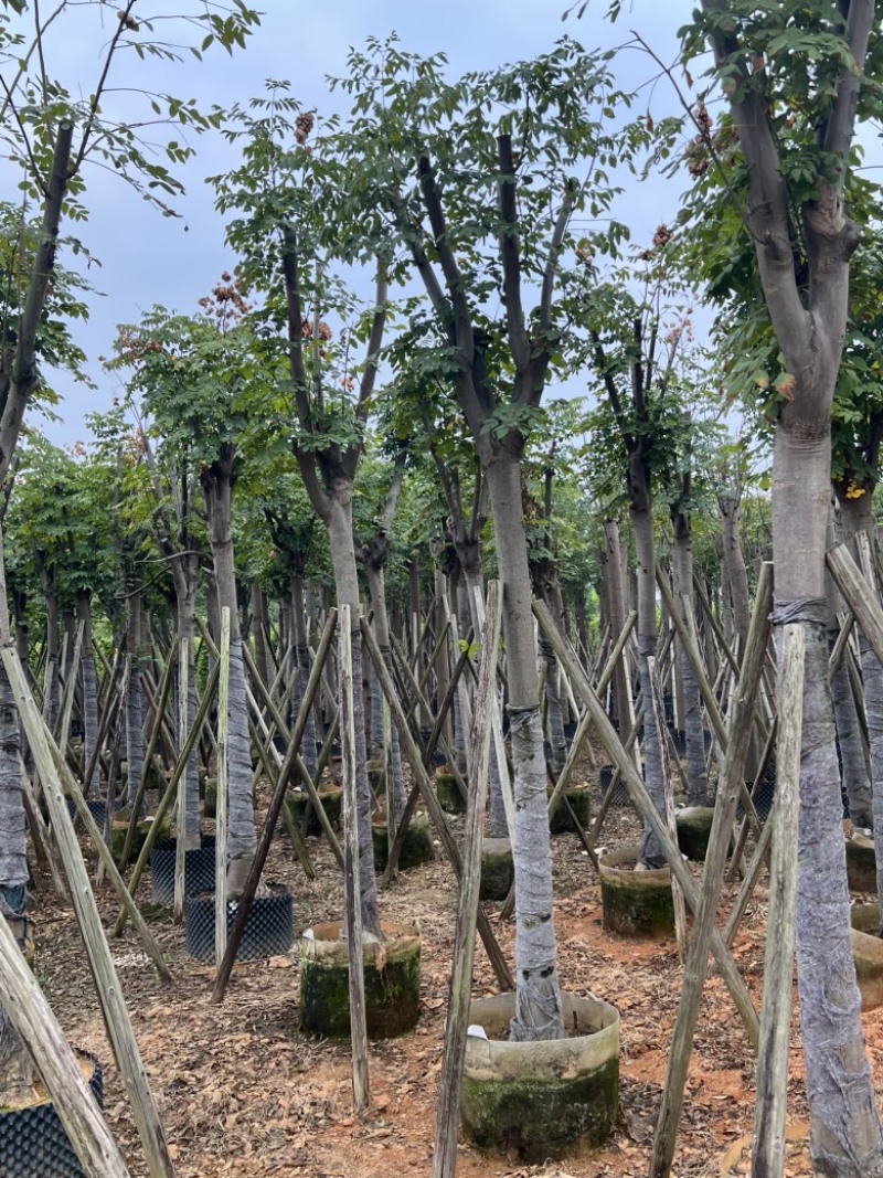 黄山栾树