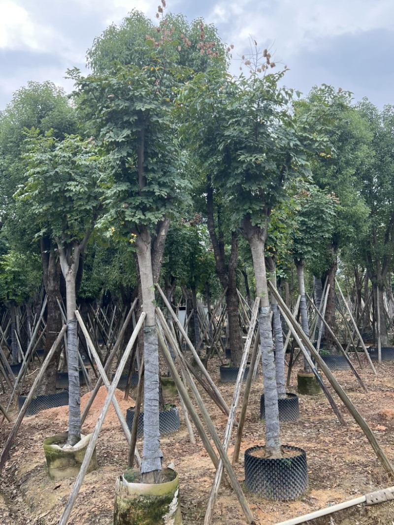 黄山栾树