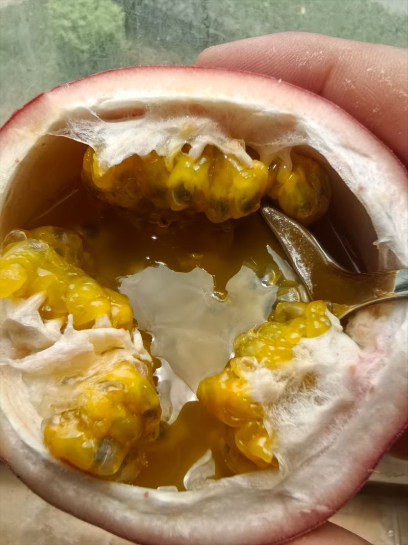 金都3号蜜桃味百香果