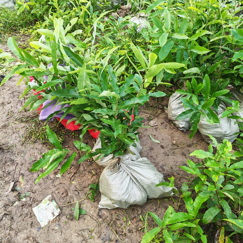 麻栎杯苗