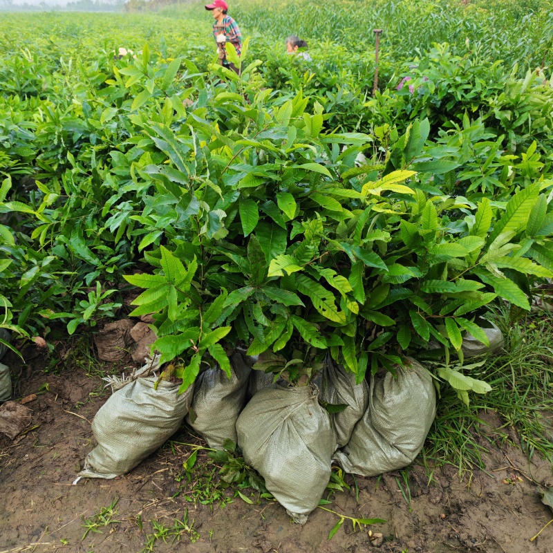 麻栎杯苗