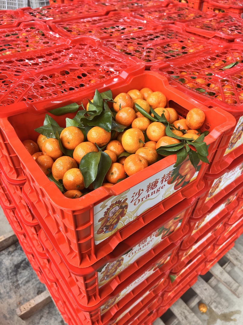 3砂糖橘，南丰蜜橘，贡桔，电商，超市，批发市场，外贸