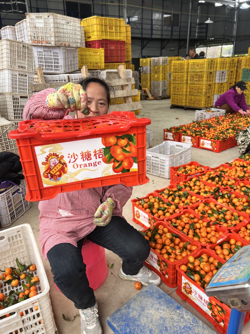 3砂糖橘，南丰蜜橘，贡桔，电商，超市，批发市场，外贸