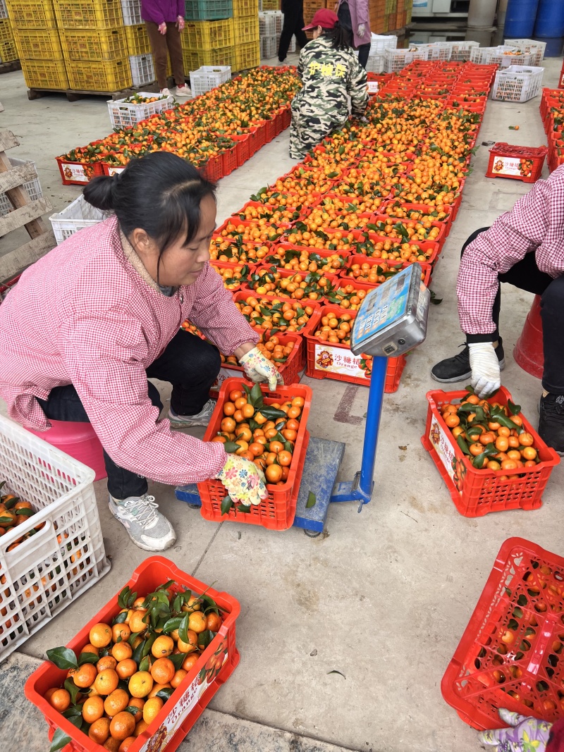 3砂糖橘，南丰蜜橘，贡桔，电商，超市，批发市场，外贸