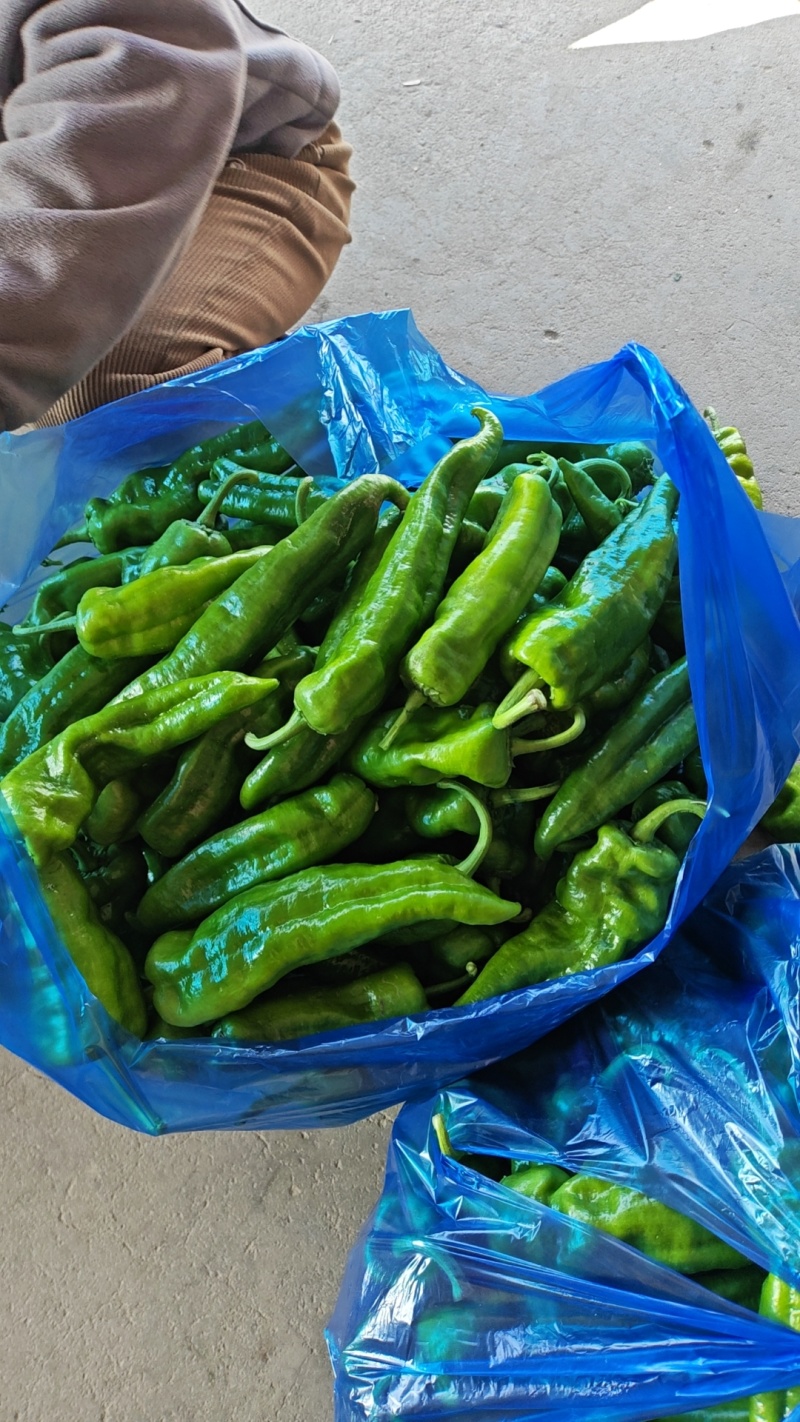 电商食堂青椒大量上市