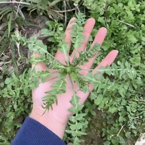 荠菜，品质优等，货源充足，量大优先。