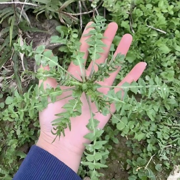 荠菜，品质优等，货源充足，量大优先。