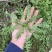 荠菜，品质优等，货源充足，量大优先。