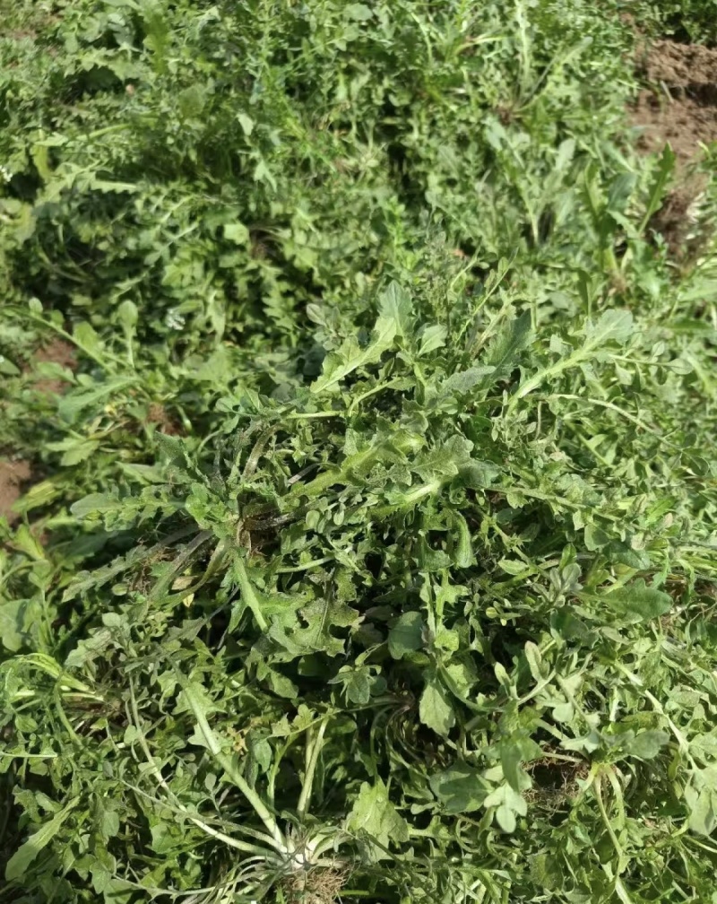 荠菜，品质优等，货源充足，量大优先。