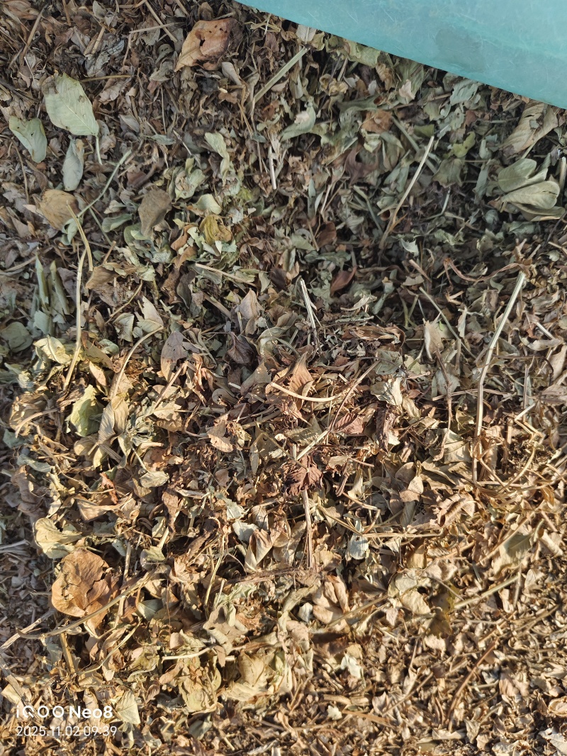 河南春草照片看的什么样发过去就是什么样