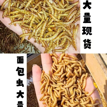 黄粉虫