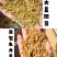 黄粉虫