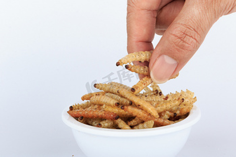 黄粉虫