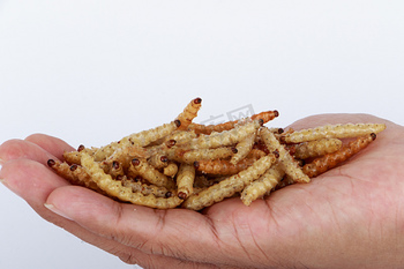 黄粉虫