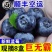 花香巨无霸蓝莓云南高山蓝莓电商一件代发