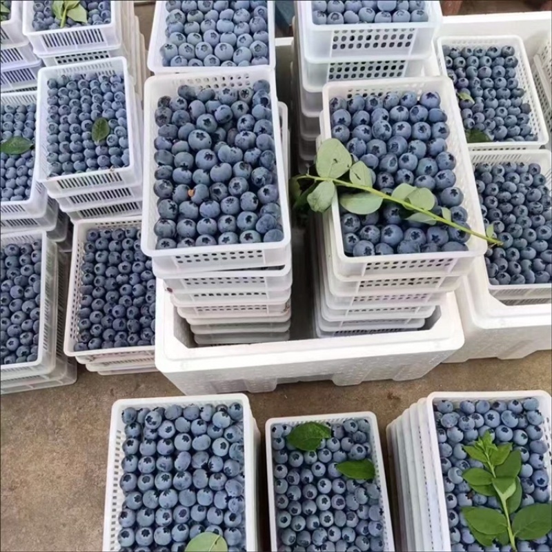 花香巨无霸蓝莓云南高山蓝莓电商一件代发