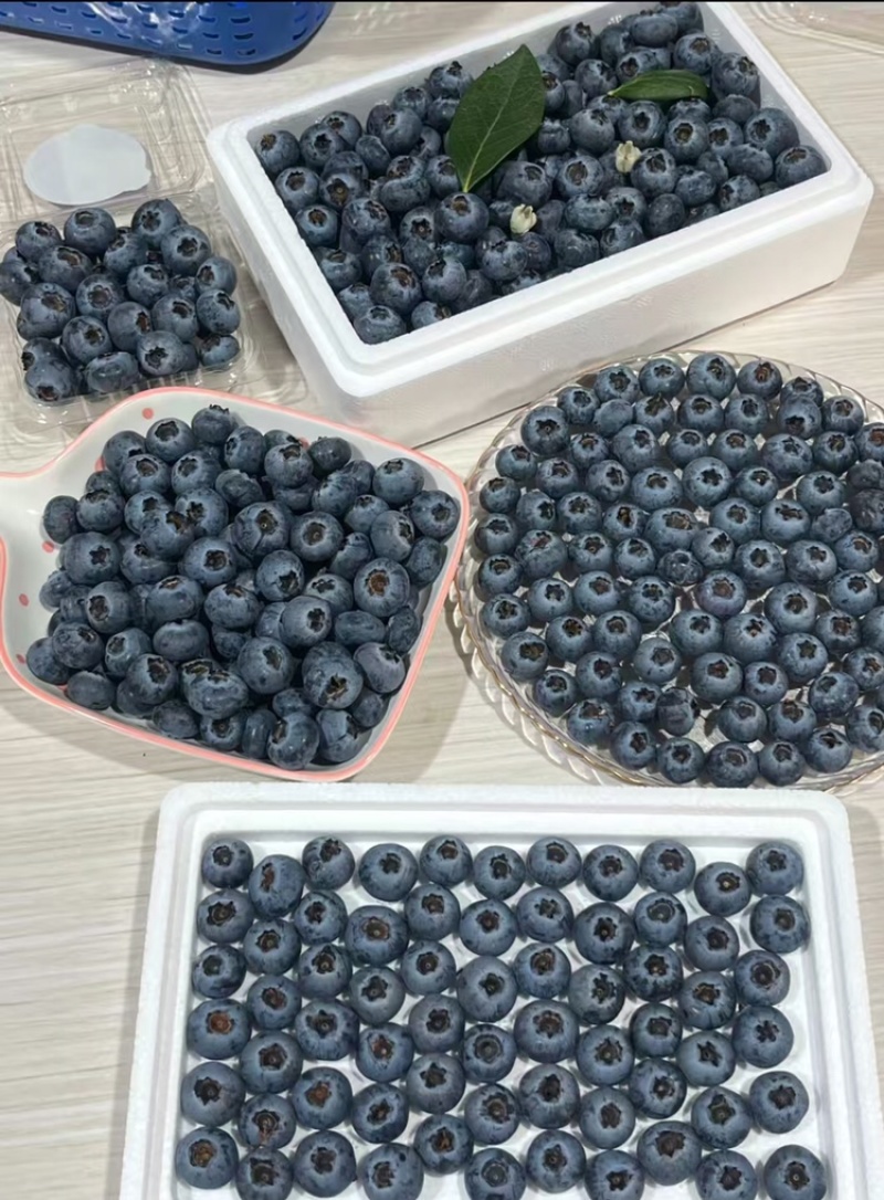 花香巨无霸蓝莓云南高山蓝莓电商一件代发