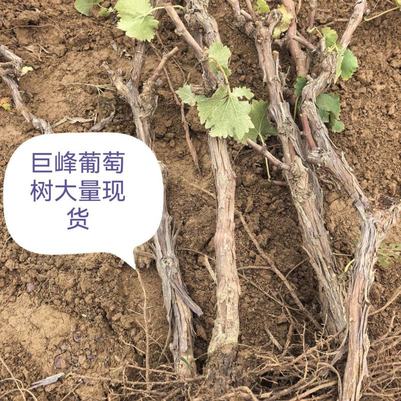 成年葡萄树出售，量大价格优惠，占地绿化种植盆栽