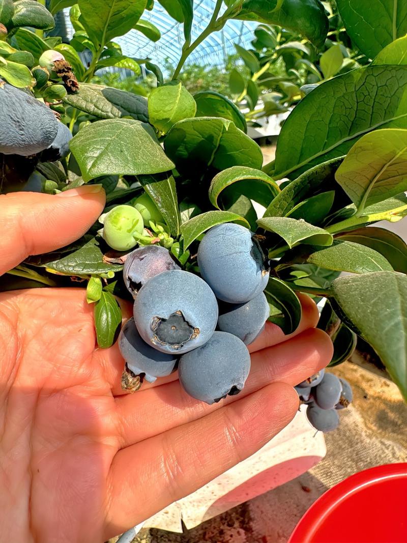 【电商代发】云南花香蓝莓产地直发一件代发