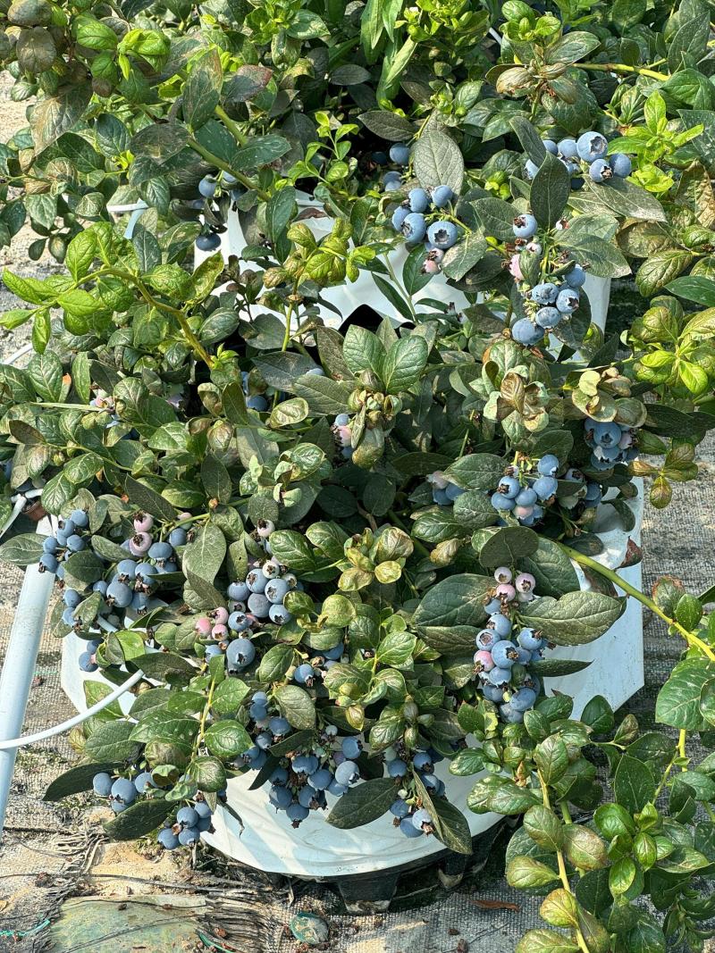 【电商代发】云南花香蓝莓产地直发一件代发