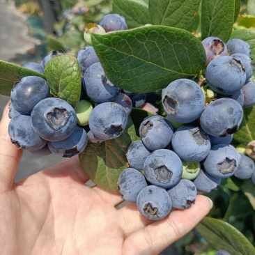 25年云南高山蓝莓电商代发