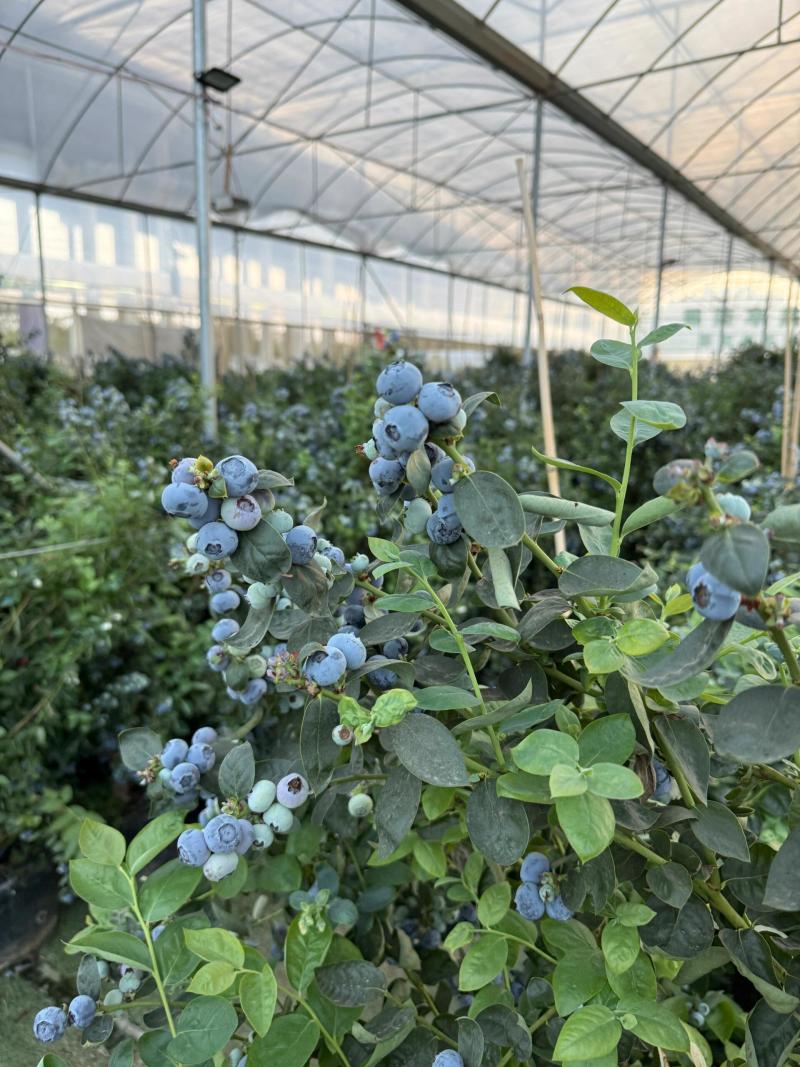 25年云南高山蓝莓电商代发