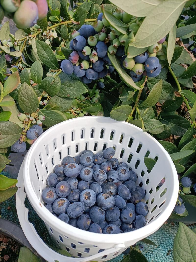 25年云南高山蓝莓电商代发