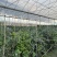 25年云南高山蓝莓电商代发
