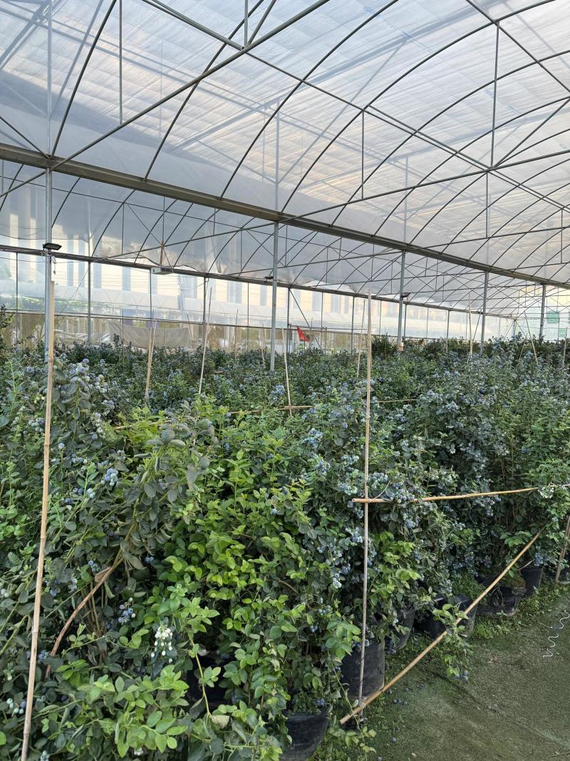 25年云南高山蓝莓电商代发