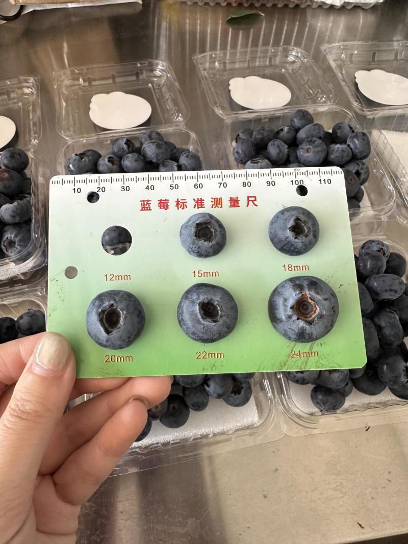 25年云南高山蓝莓电商代发