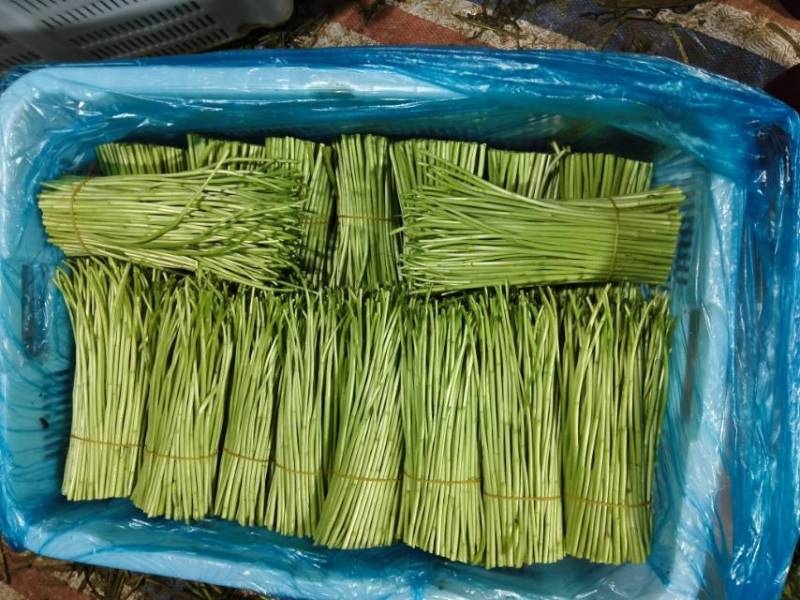 云南新鲜芦蒿