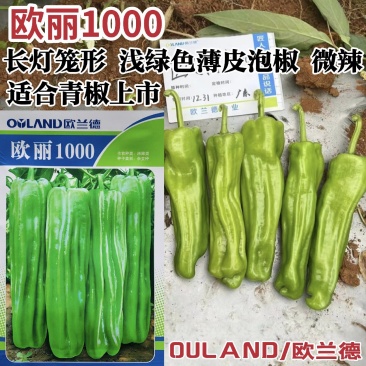 欧丽1000薄皮泡椒种子早熟浅绿色软皮微辣春秋青椒种籽