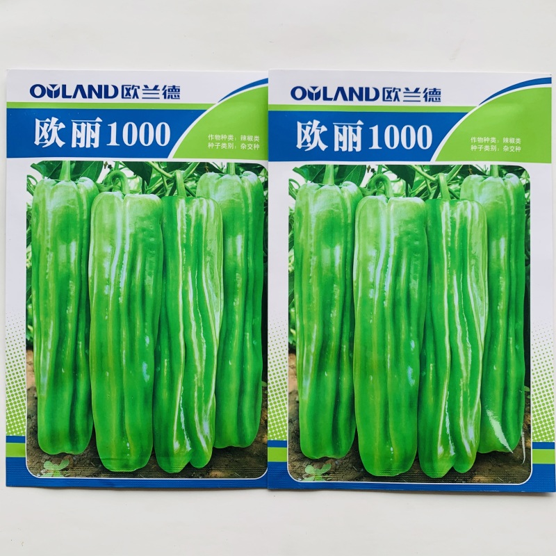 欧丽1000薄皮泡椒种子早熟浅绿色软皮微辣春秋青椒种籽