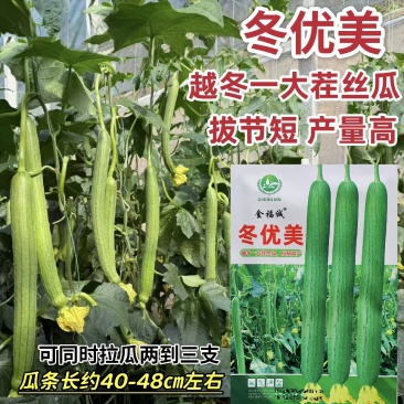 冬优美丝瓜种籽越冬一大茬丝瓜种子抗病高产长丝瓜种子拔节短