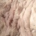 每天新鲜的猪大肠5000斤