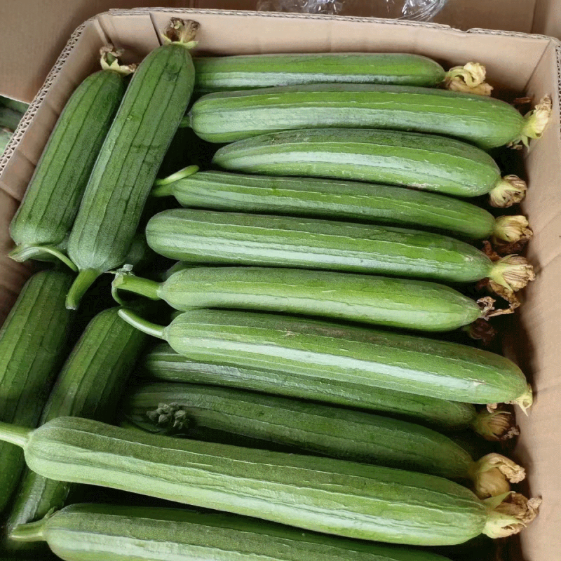 璐玉优美丝瓜种子高产早熟清香丝瓜种子果型顺直肉厚腔小