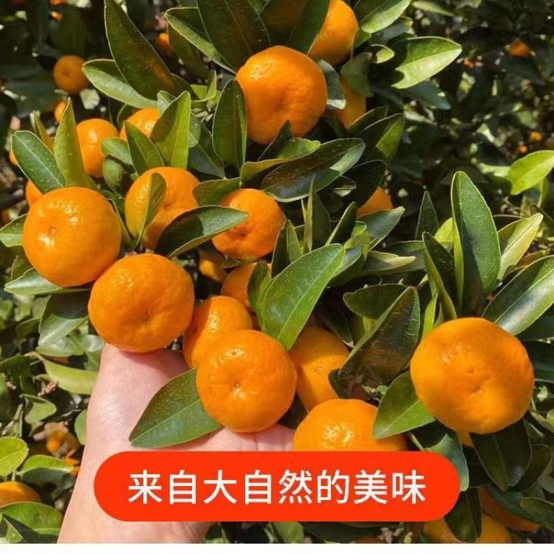 【畅销】南丰蜜橘可地头装车基地直发对接商超团购电商一条龙