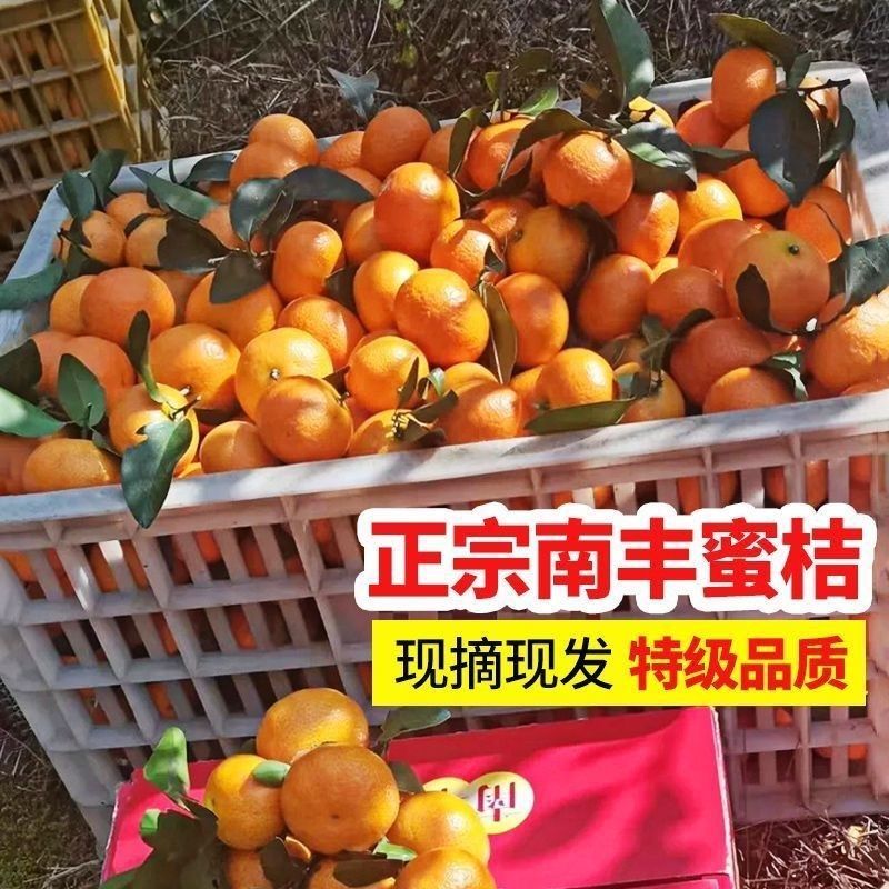 【畅销】南丰蜜橘可地头装车基地直发对接商超团购电商一条龙