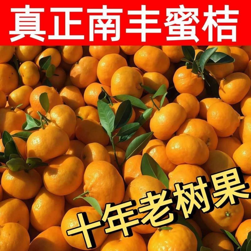 【畅销】南丰蜜橘可地头装车基地直发对接商超团购电商一条龙