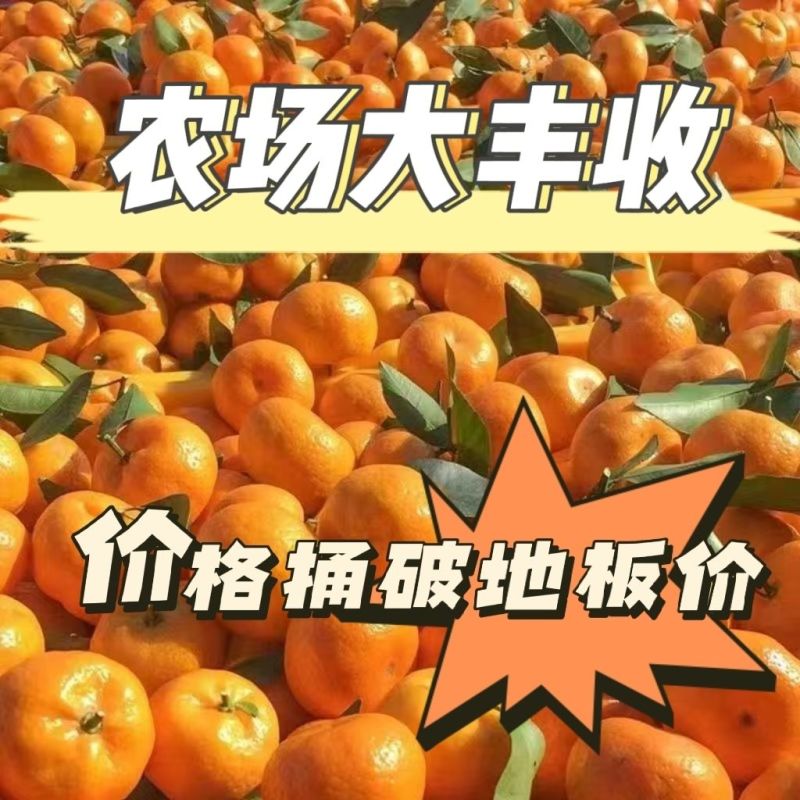 【畅销】南丰蜜橘可地头装车基地直发对接商超团购电商一条龙