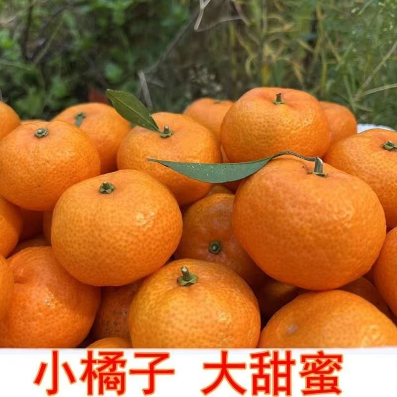 【畅销】南丰蜜橘可地头装车基地直发对接商超团购电商一条龙