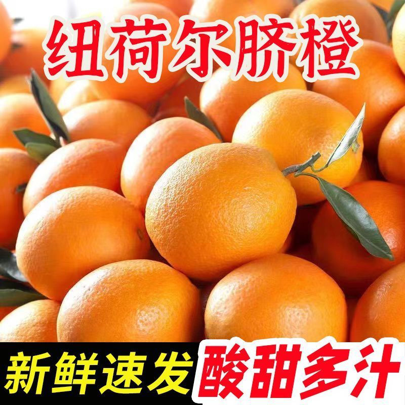 【畅销】纽荷尔脐橙对接全国可办理出口量大从优售后无忧