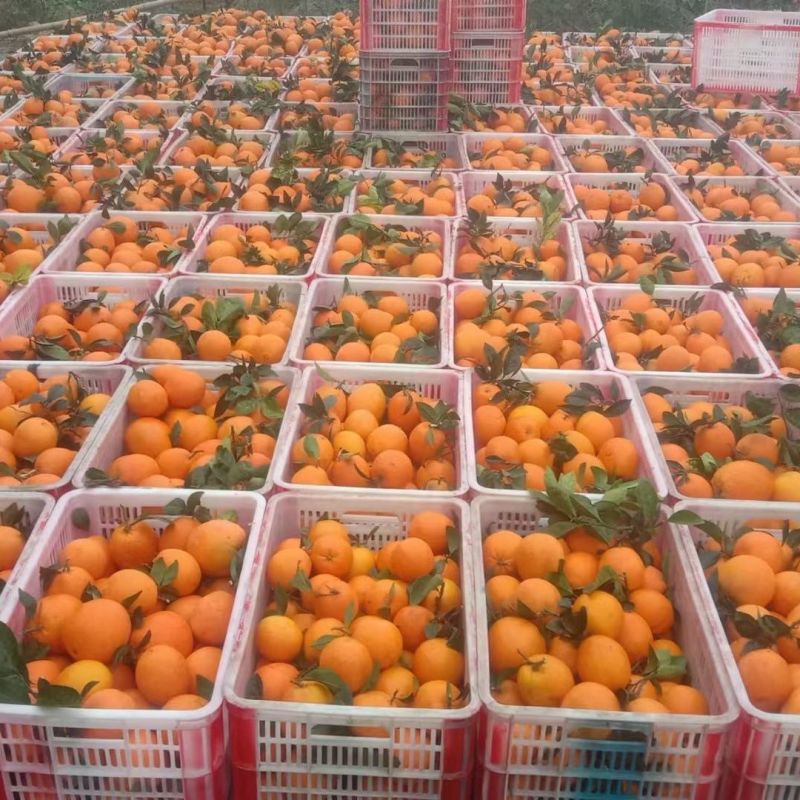 【畅销】纽荷尔脐橙对接全国可办理出口量大从优售后无忧
