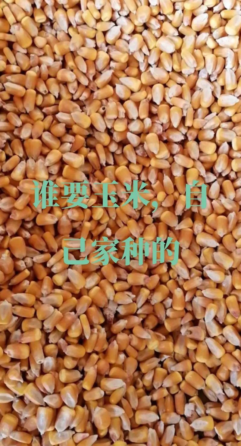 山西朔州市右玉县25年干玉米颗粒出售5000吨