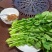 富硒油菜苔蔬菜叶菜油菜苔基地现摘现发价格实惠运输便利